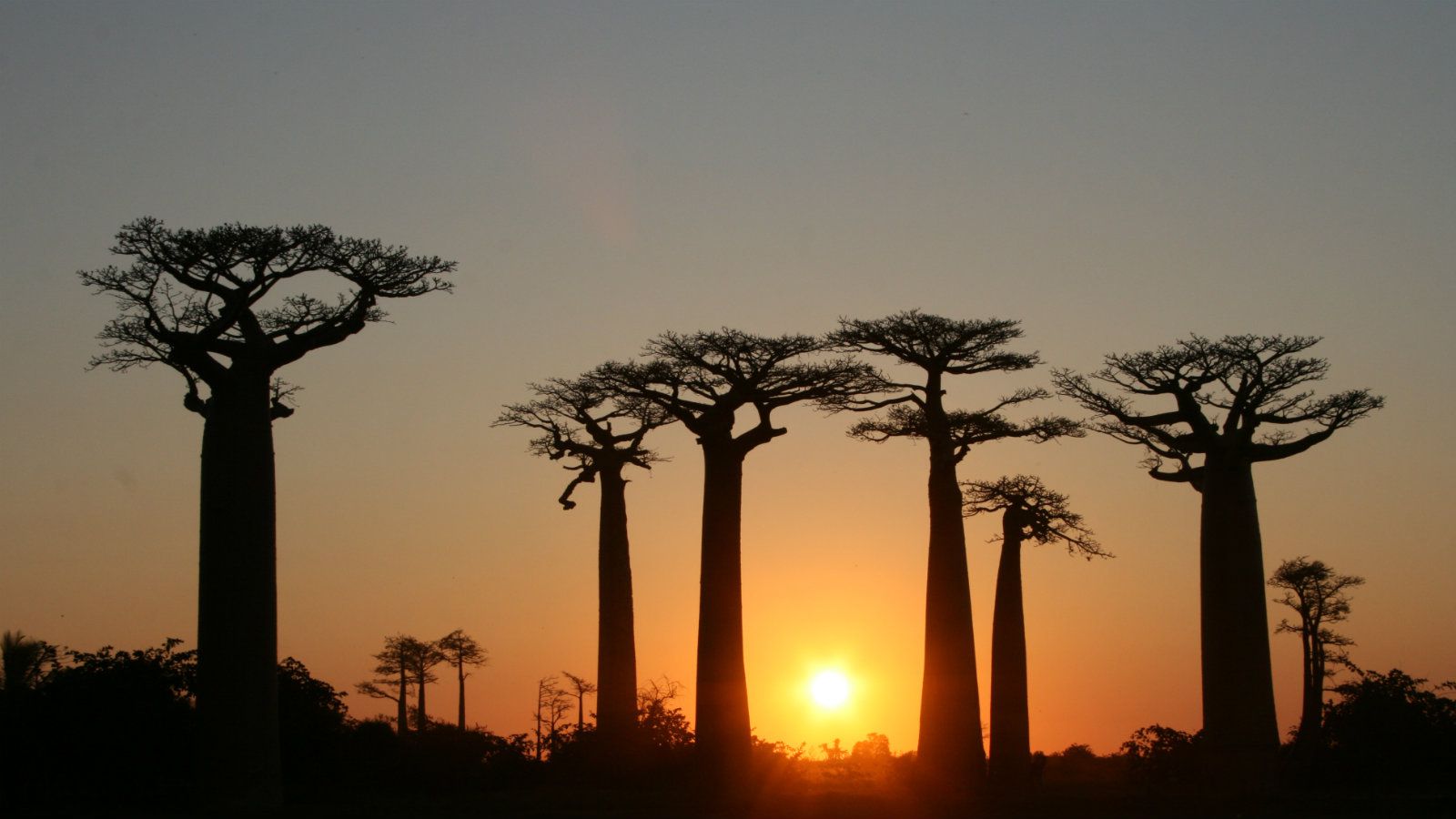 Baobab Tree High Quality Background on Wallpapers Vista