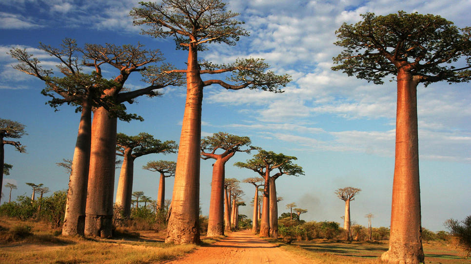 Baobab Tree Pics, Earth Collection