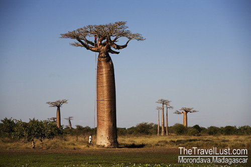 Amazing Baobab Tree Pictures & Backgrounds