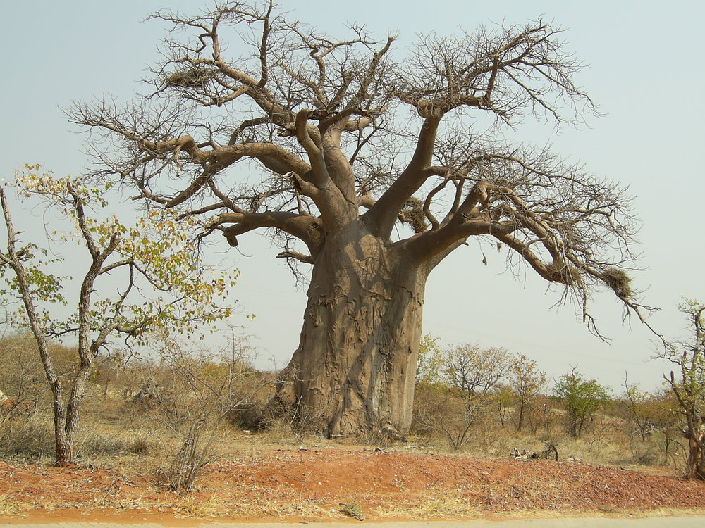 Images of Baobab Tree | 1000x750