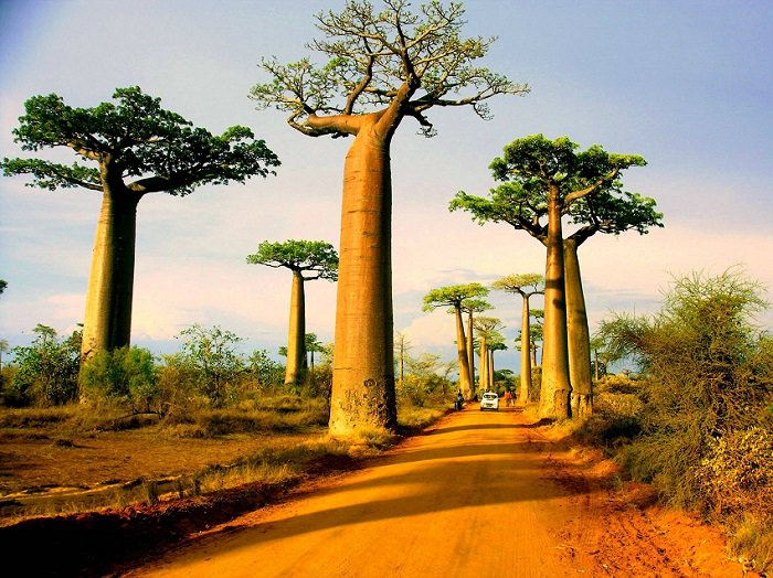 Nice Images Collection: Baobab Tree Desktop Wallpapers