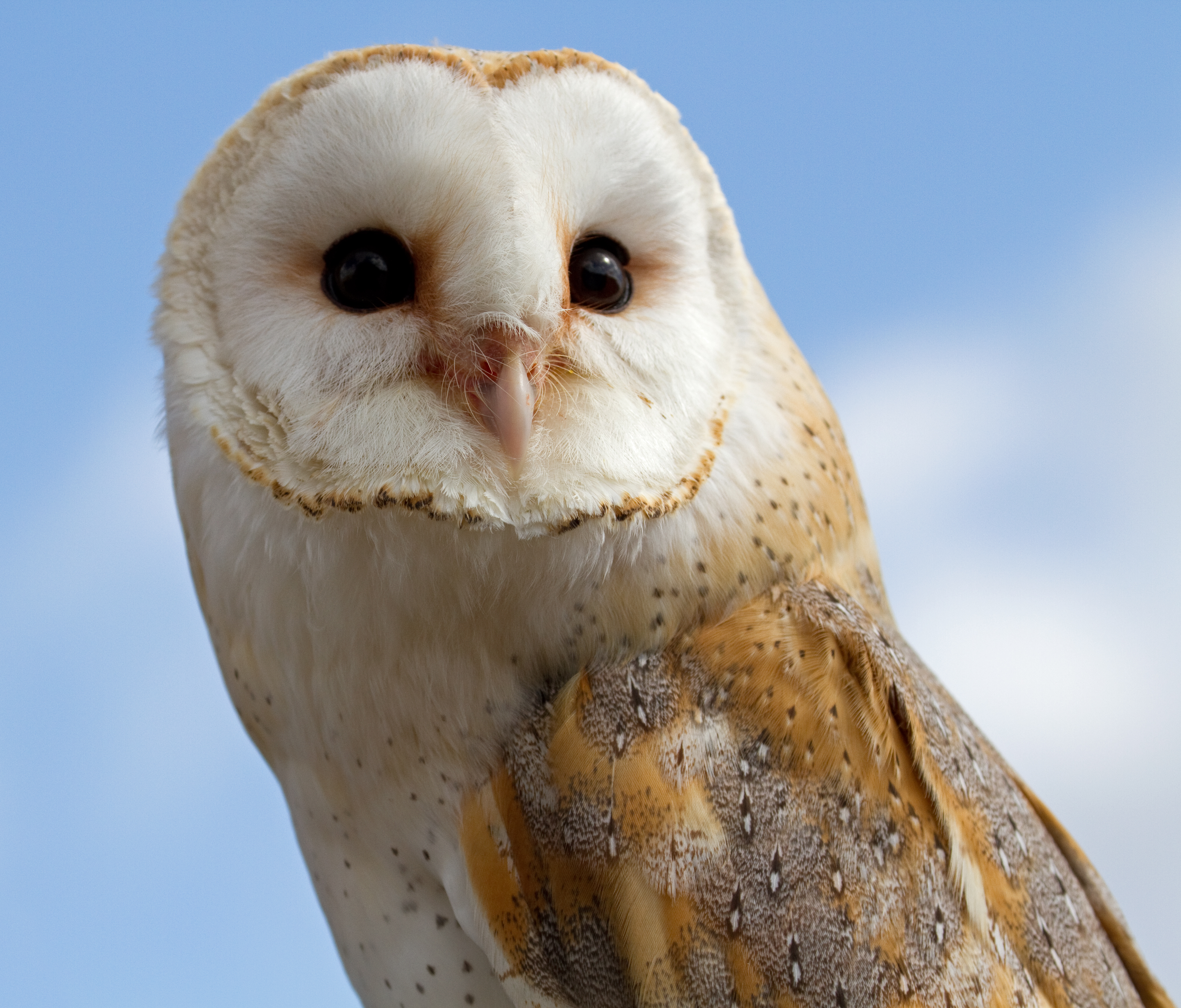 Barn Owl Backgrounds, Compatible - PC, Mobile, Gadgets| 4044x3452 px