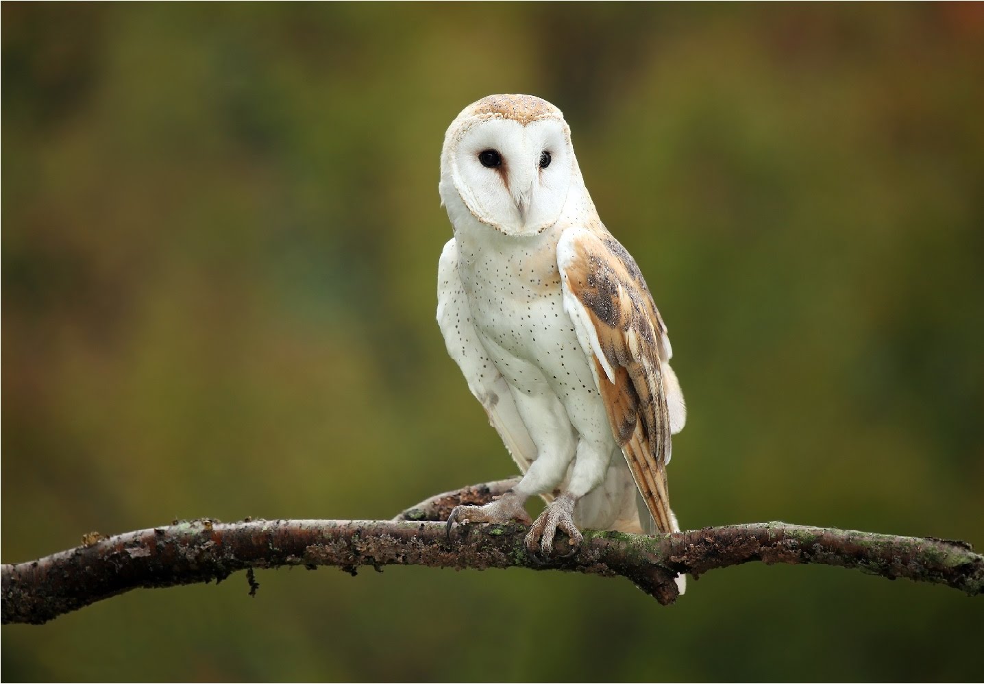 Barn Owl High Quality Background on Wallpapers Vista