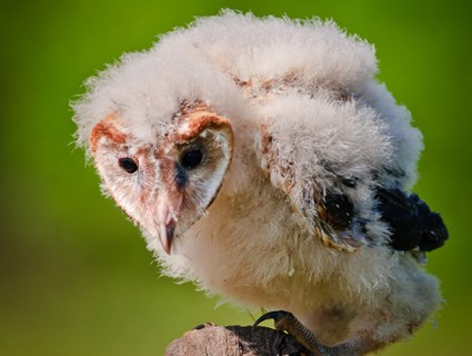Barn Owl Pics, Animal Collection