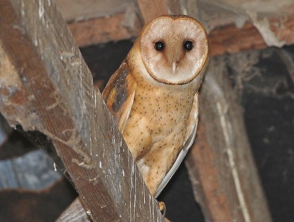 Nice Images Collection: Barn Owl Desktop Wallpapers