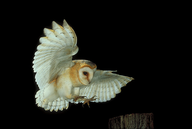 Barn Owl Pics, Animal Collection