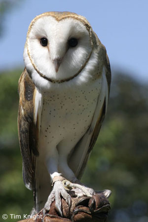 Nice Images Collection: Barn Owl Desktop Wallpapers