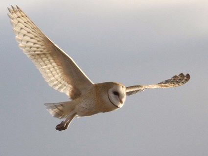 Barn Owl Backgrounds on Wallpapers Vista