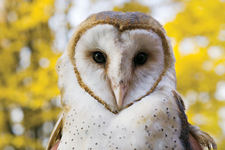 Amazing Barn Owl Pictures & Backgrounds