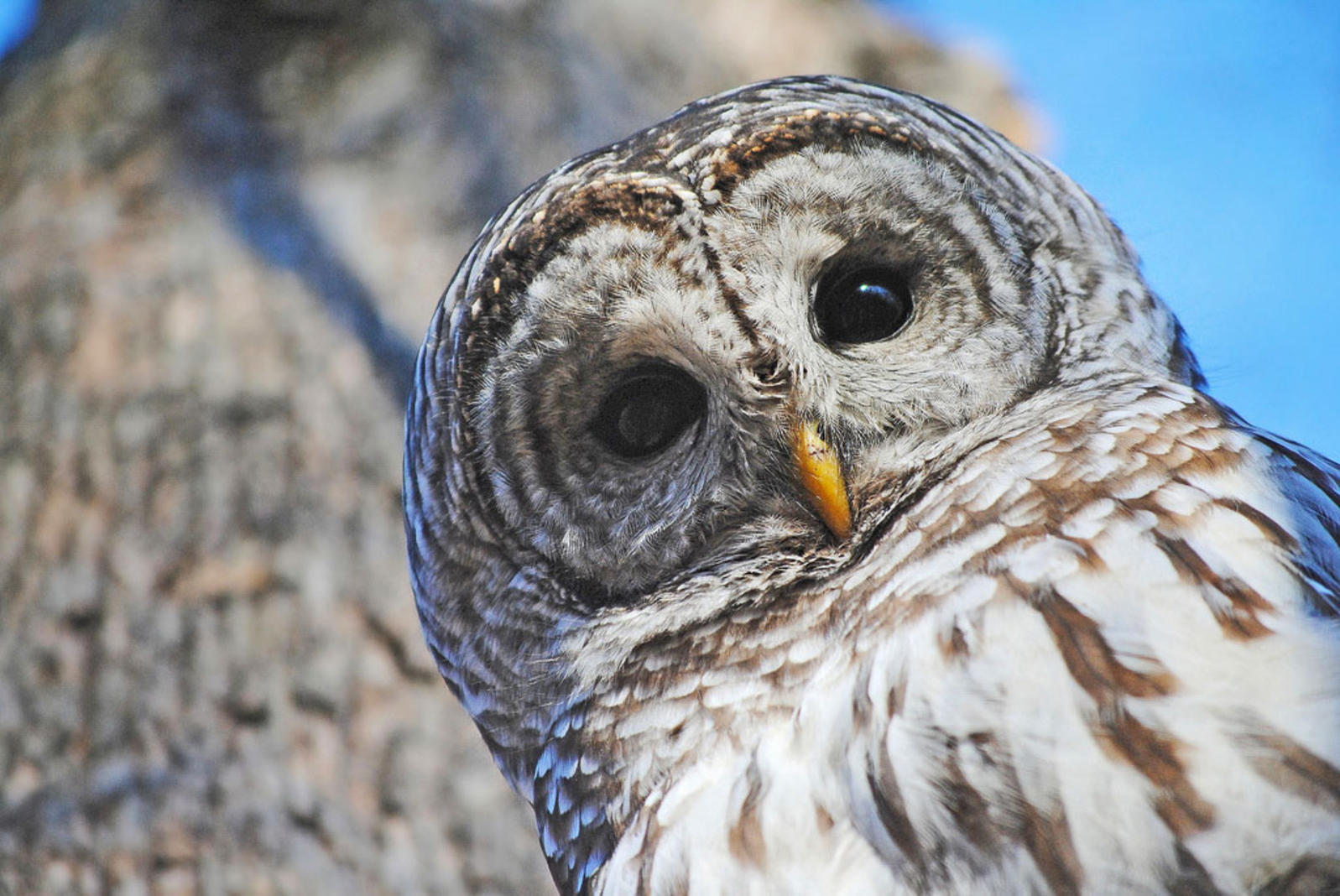 Barred Owl Pics, Animal Collection