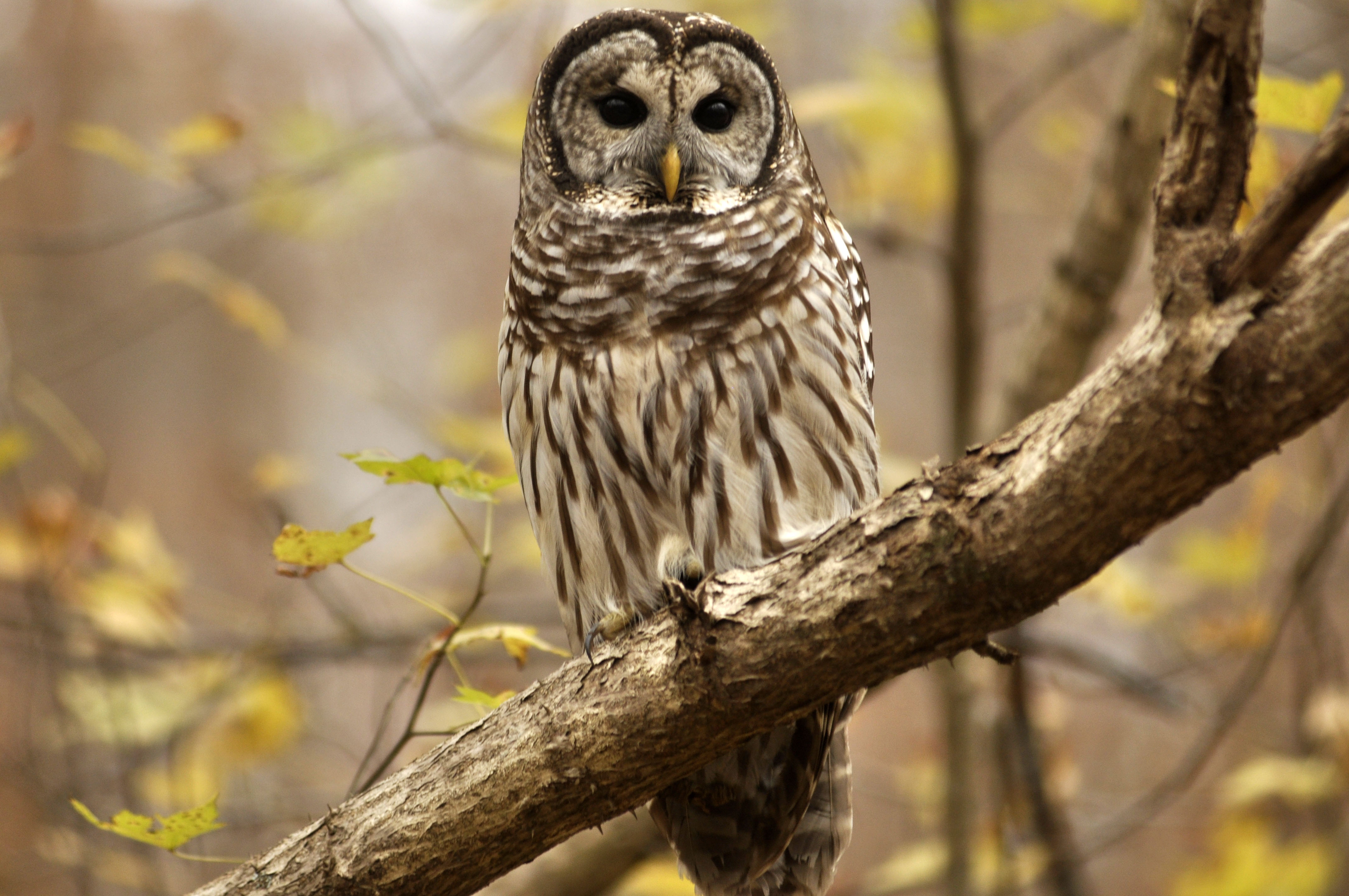 Barred Owl High Quality Background on Wallpapers Vista