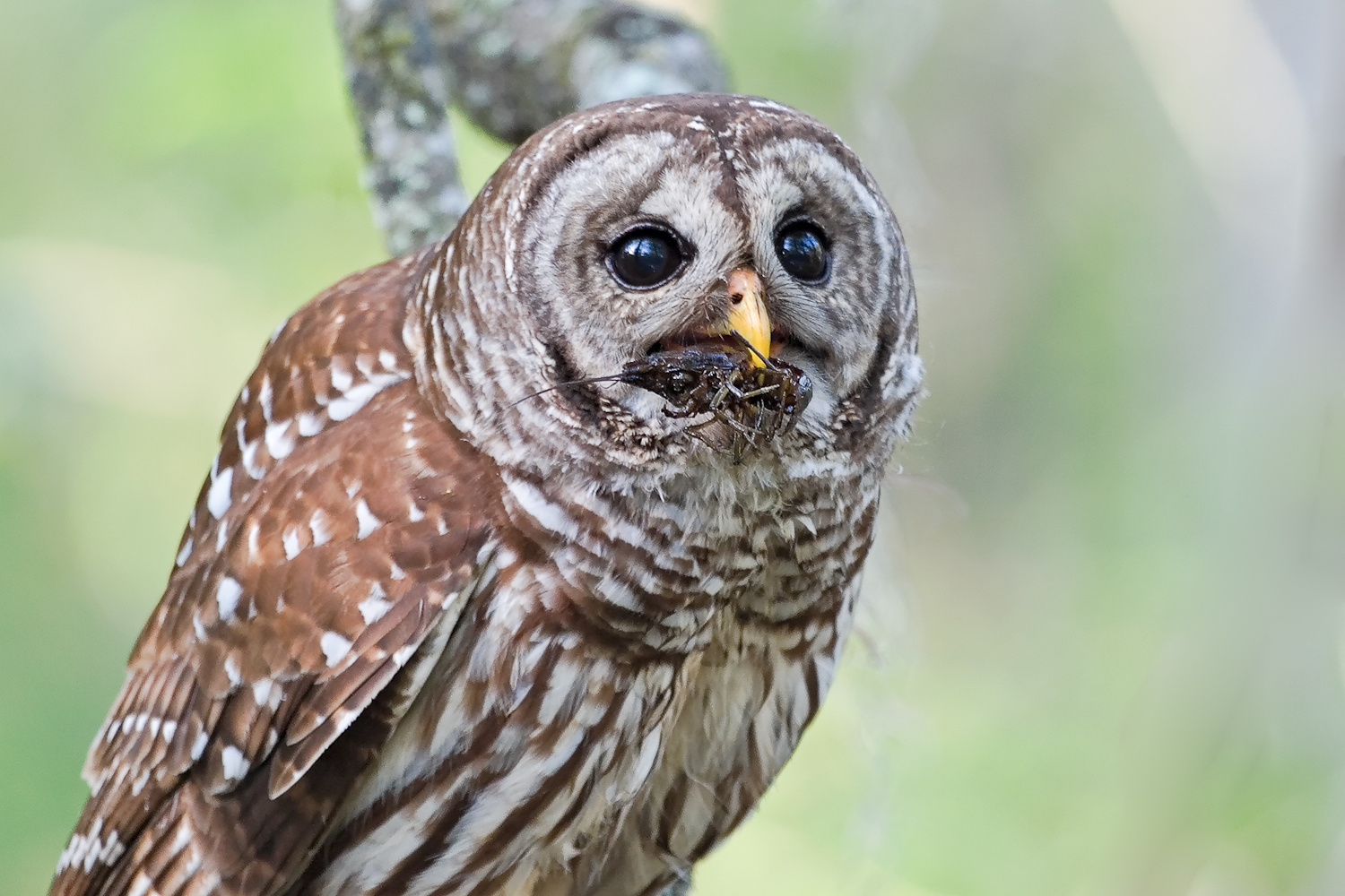 Barred Owl Backgrounds on Wallpapers Vista