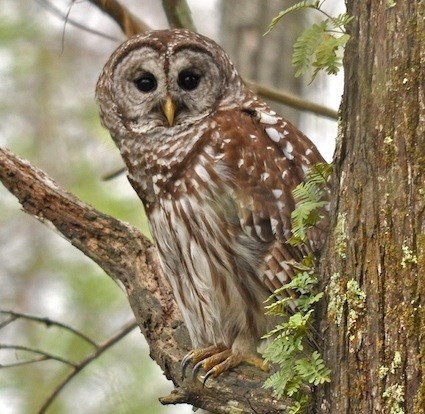 Barred Owl High Quality Background on Wallpapers Vista