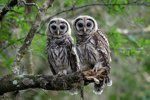 Nice wallpapers Barred Owl 500x333px
