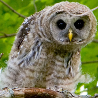 Nice wallpapers Barred Owl 200x200px
