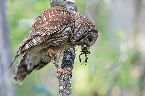 500x333 > Barred Owl Wallpapers