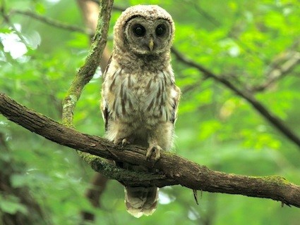 Nice wallpapers Barred Owl 425x320px