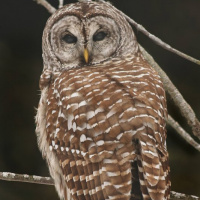 Images of Barred Owl | 200x200