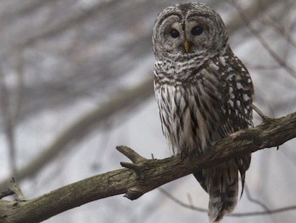 Nice wallpapers Barred Owl 425x320px