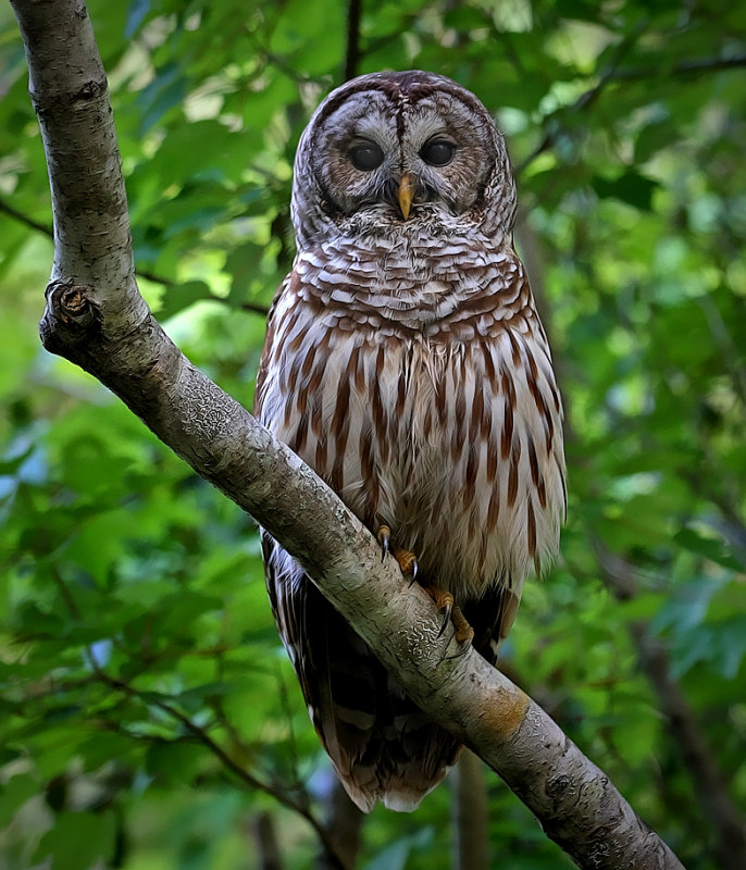 Nice Images Collection: Barred Owl Desktop Wallpapers