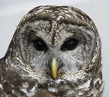Nice wallpapers Barred Owl 220x196px