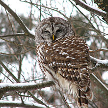 220x220 > Barred Owl Wallpapers