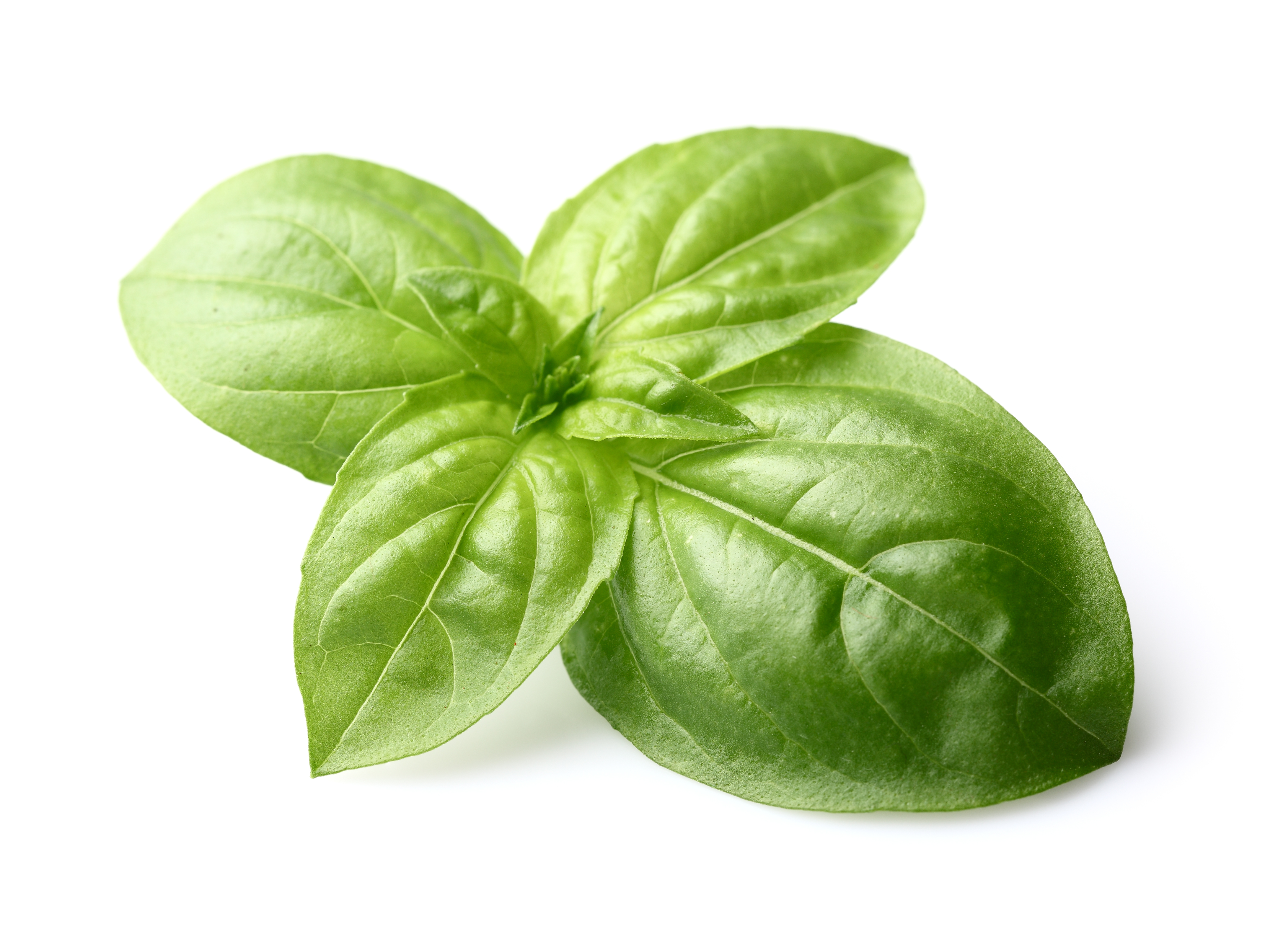 Basil High Quality Background on Wallpapers Vista
