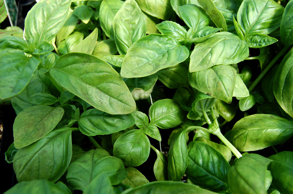 Amazing Basil Pictures & Backgrounds