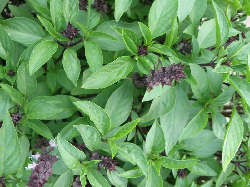 Basil Backgrounds on Wallpapers Vista