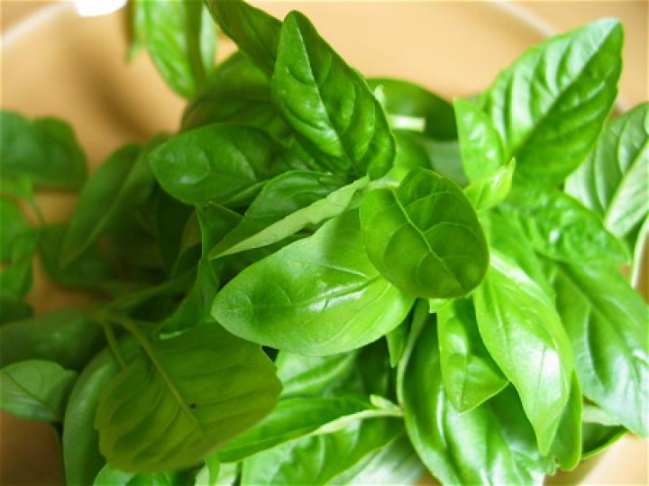 Basil High Quality Background on Wallpapers Vista