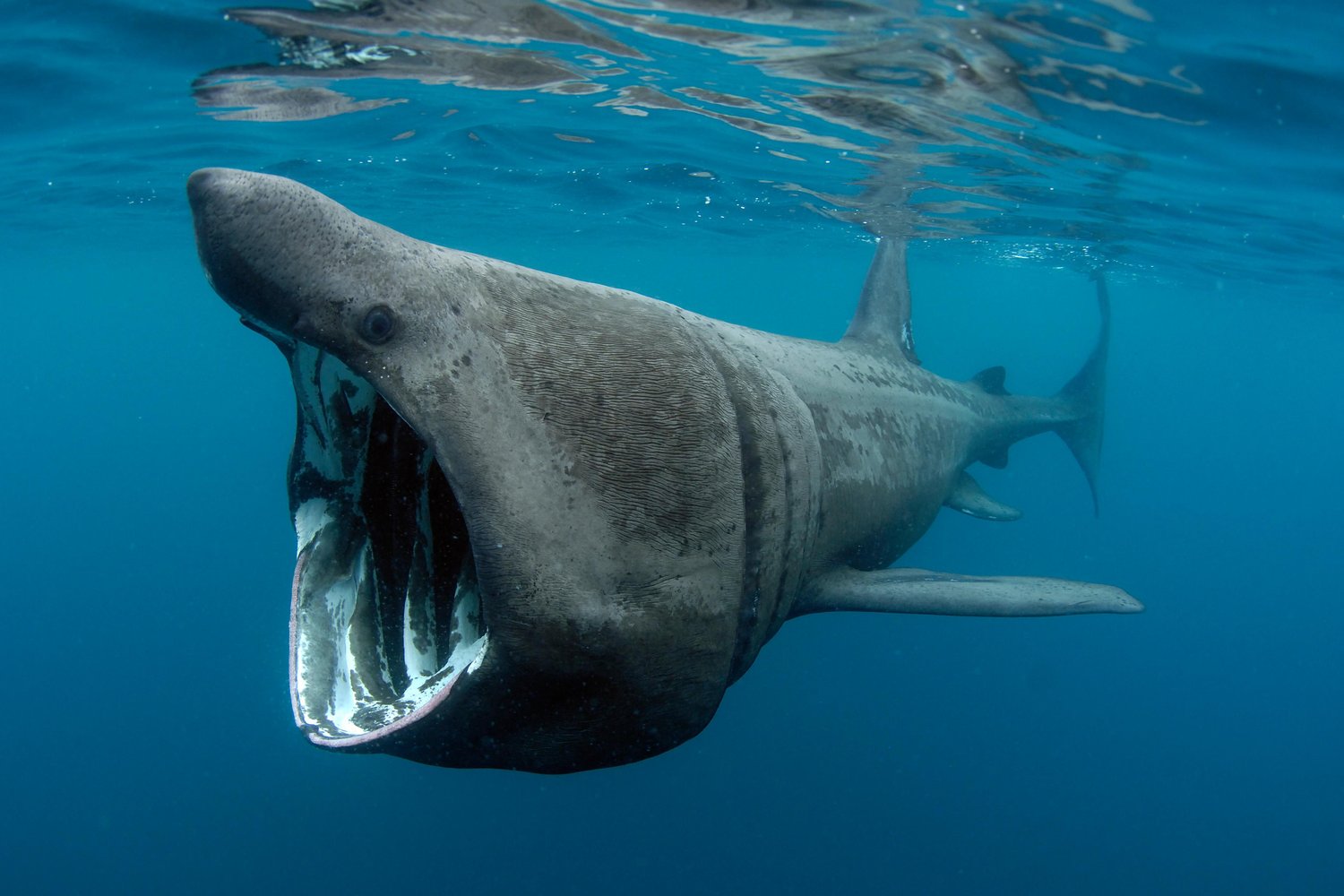 Basking Shark #5