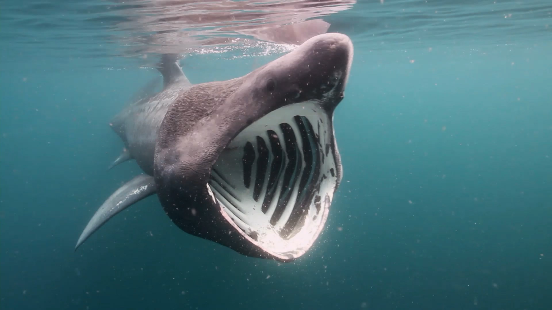 Basking Shark #2