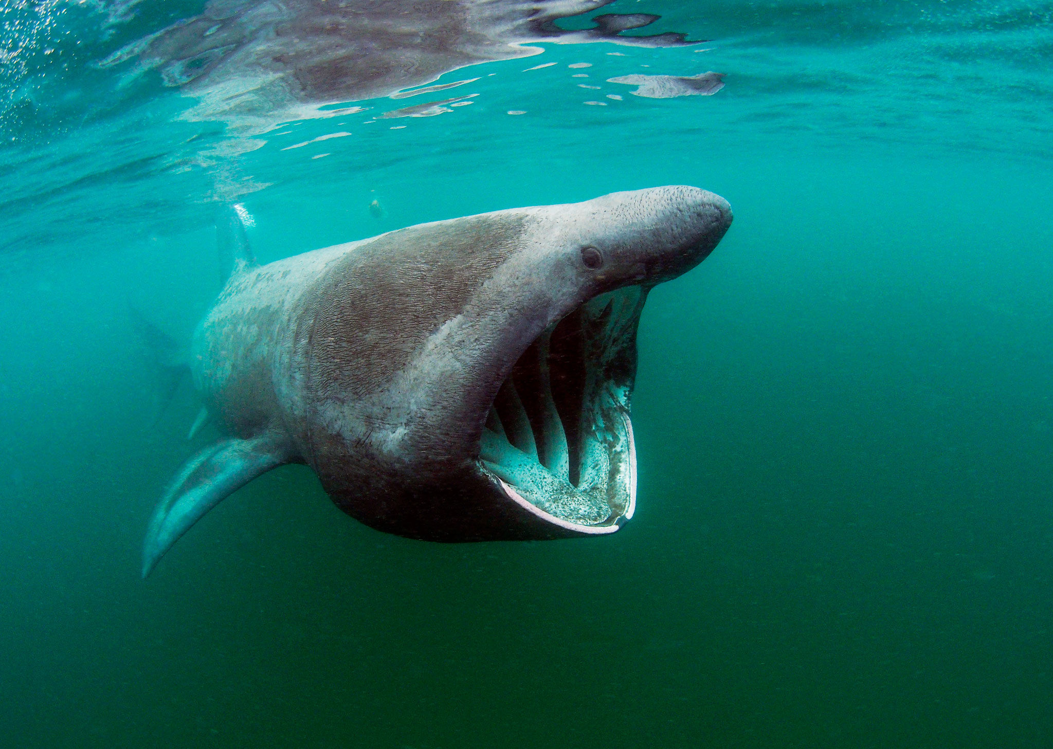 Basking Shark #4