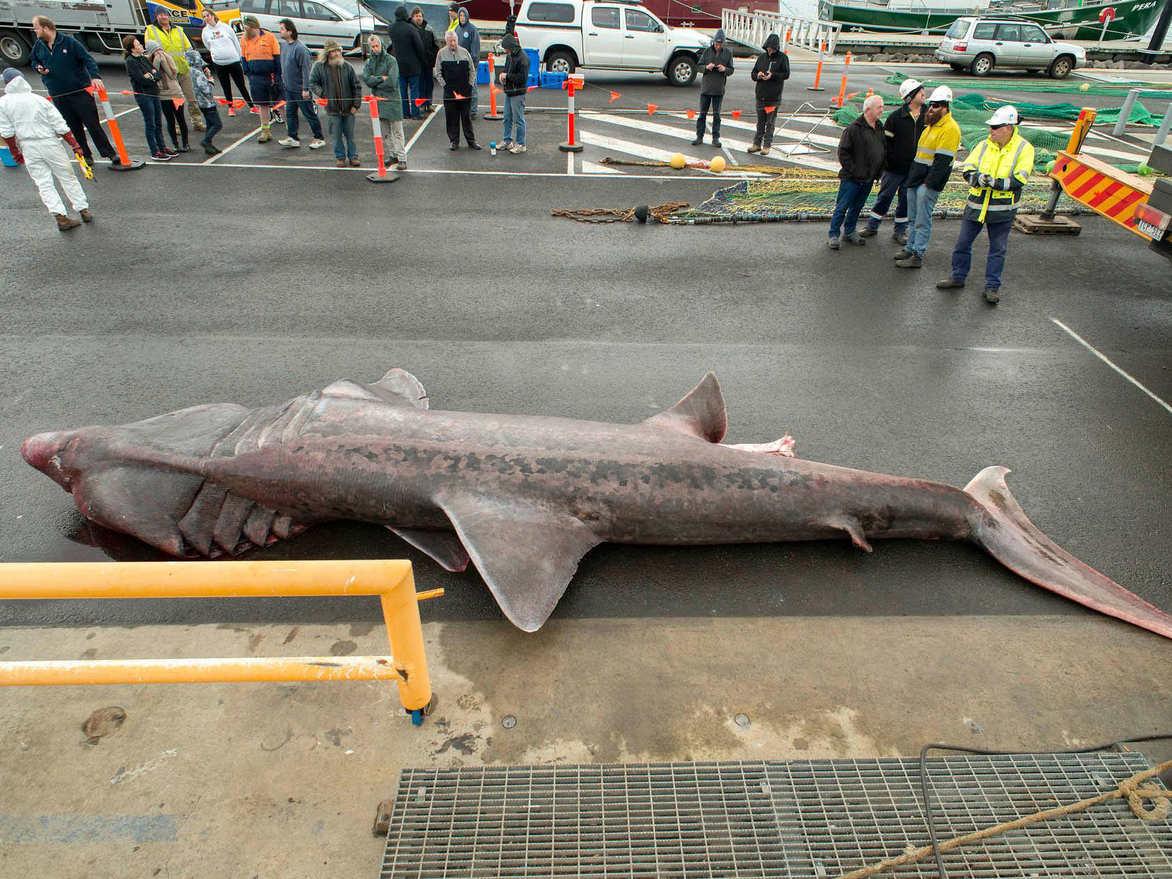 Баскинг Шарк акула длина