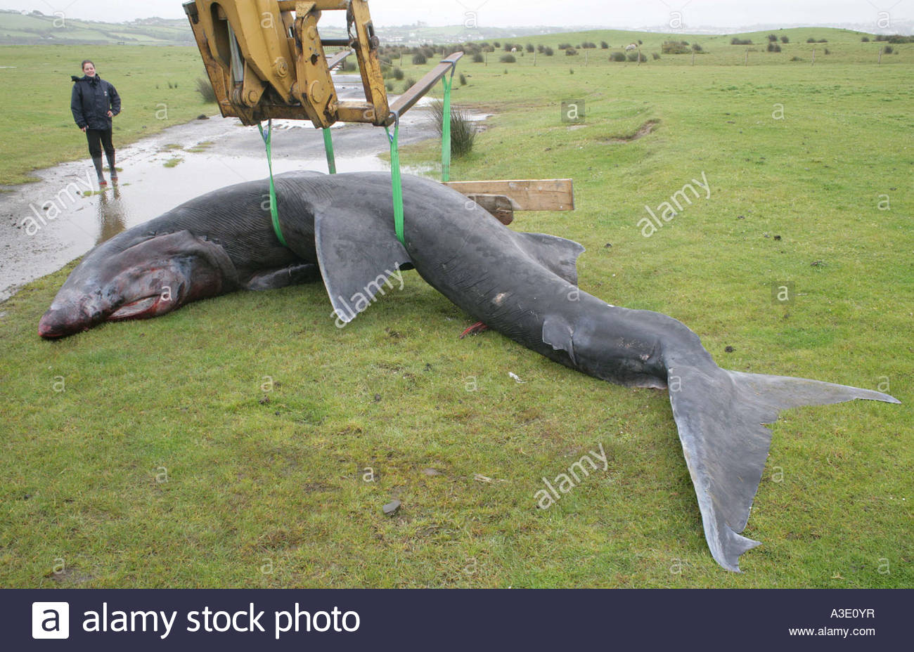 Basking Shark #6