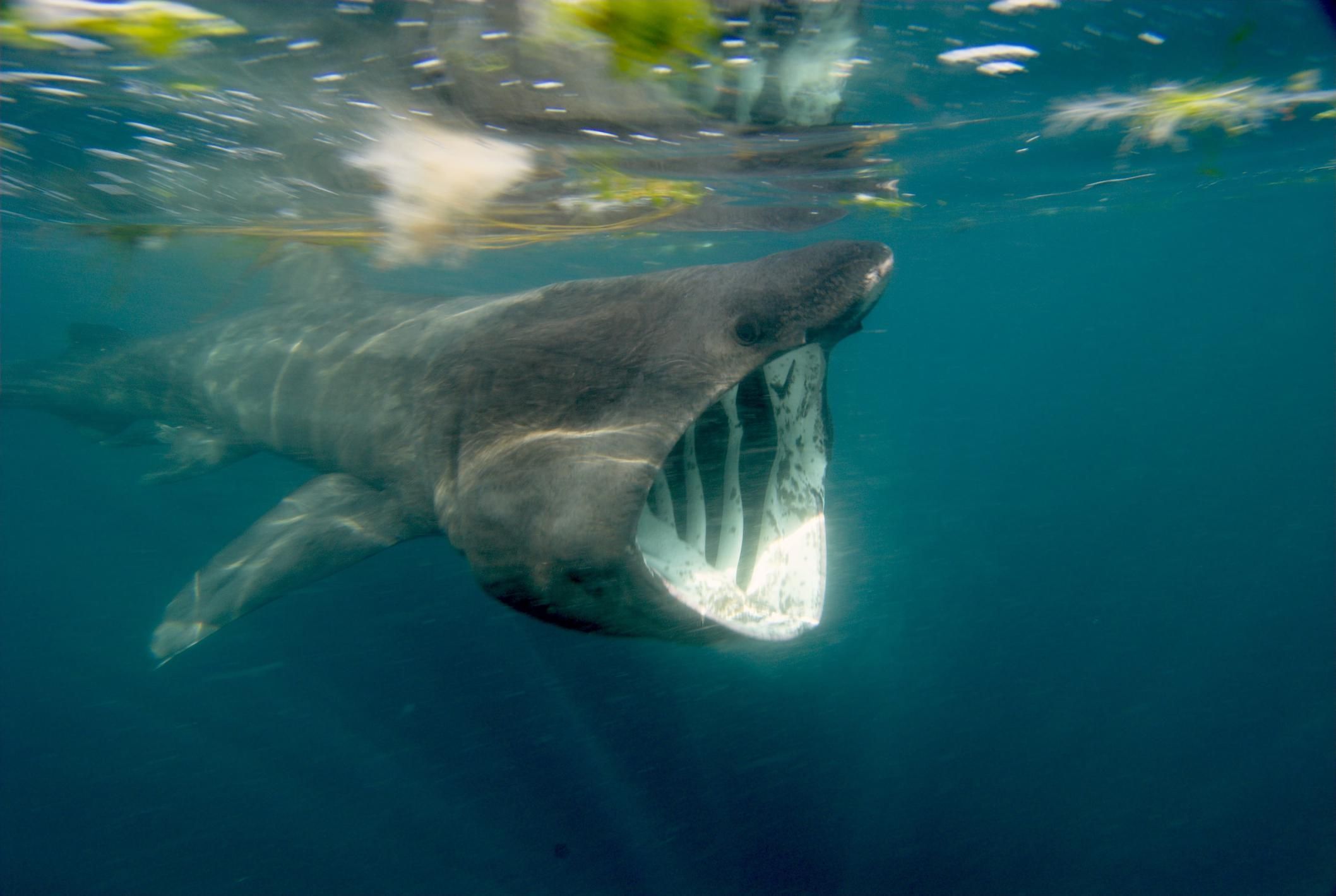 Basking Shark #7