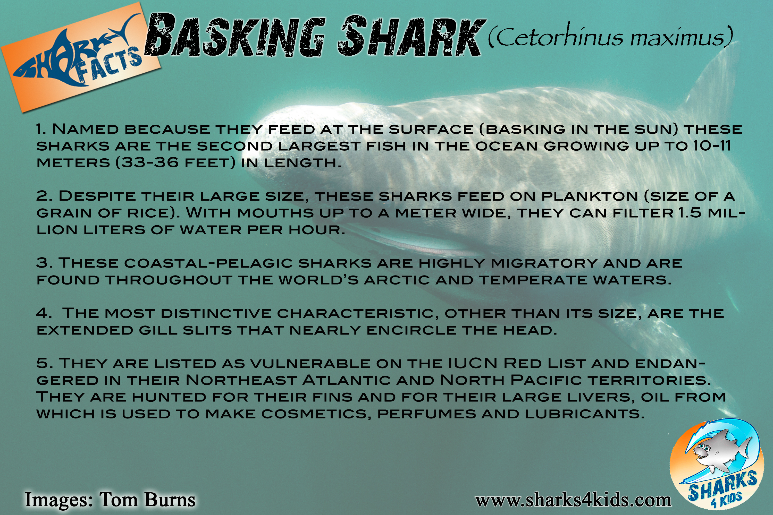 Basking Shark #9