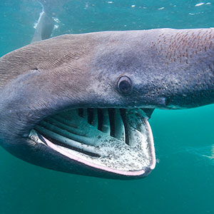 Basking Shark #16