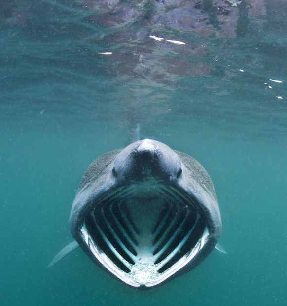 Basking Shark #19