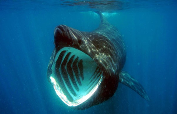Basking Shark #27