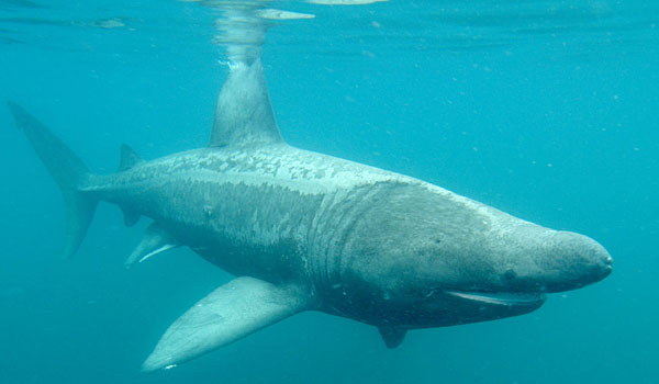 Basking Shark #22