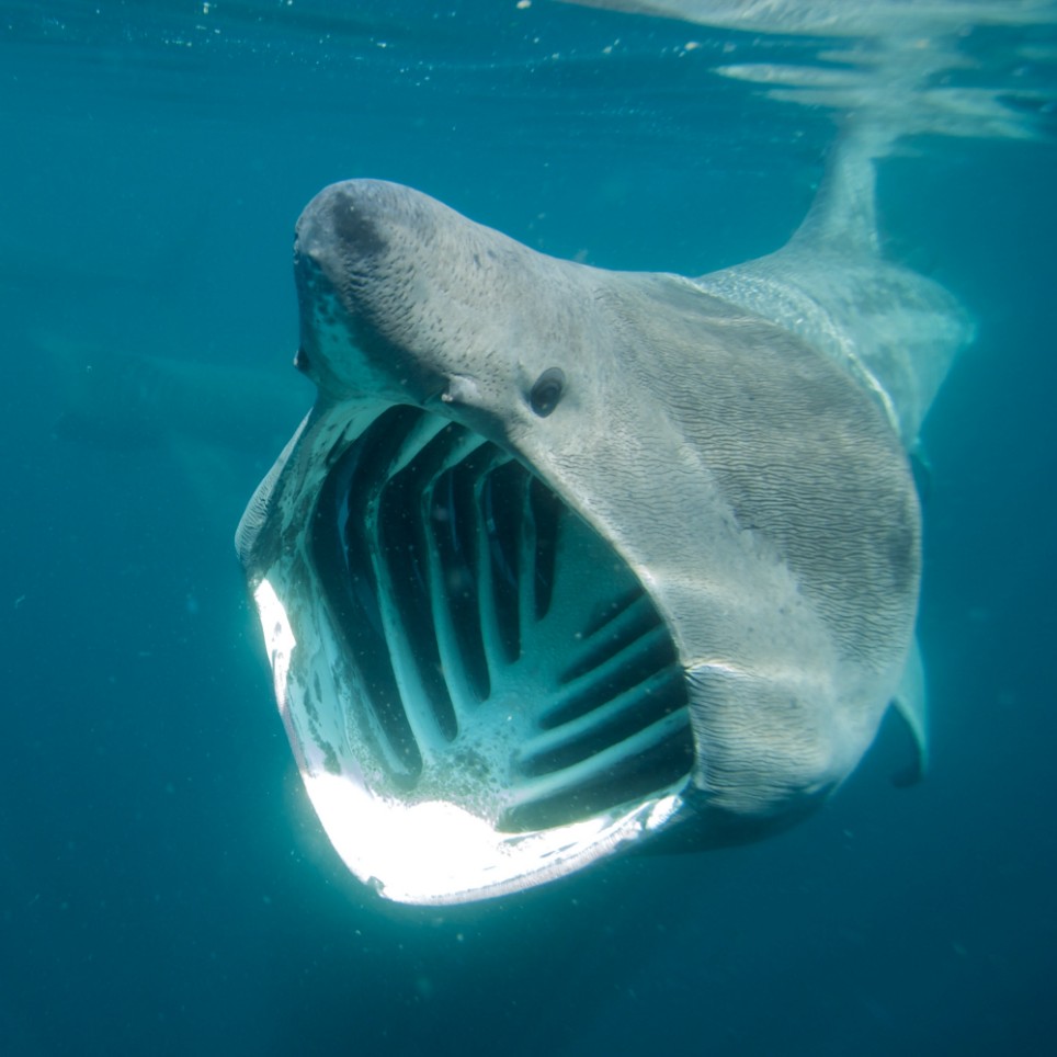 Basking Shark #25