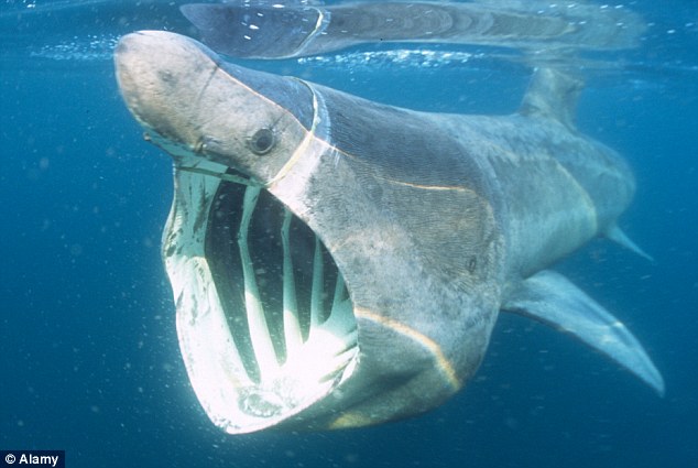 Basking Shark #20