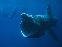 Basking Shark #11