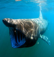 Amazing Basking Shark Pictures & Backgrounds