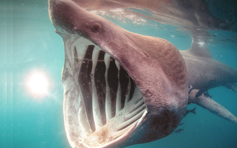 Basking Shark #23