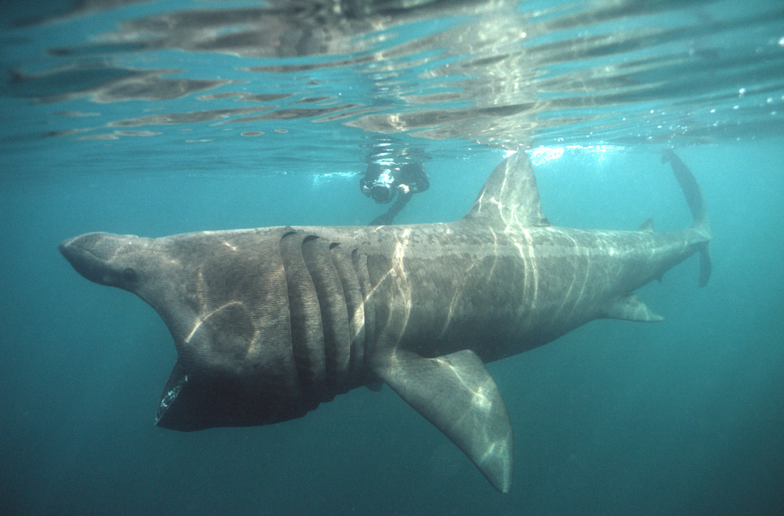 Basking Shark #24