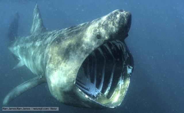 Basking Shark #13