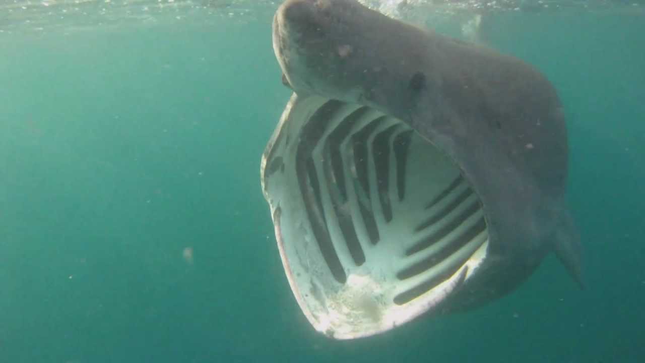Basking Shark #15