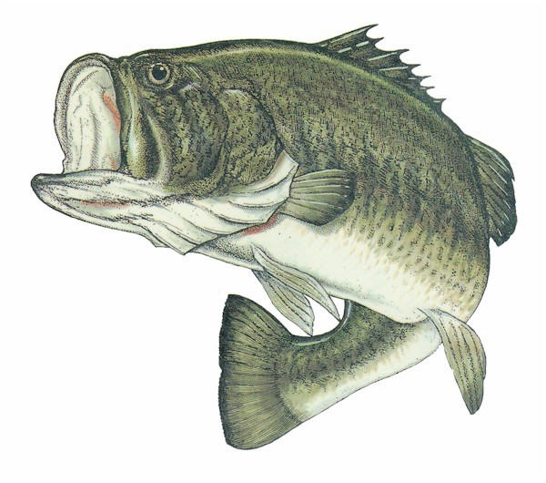 Images of Bass | 600x530